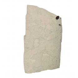 Elrathia kingii