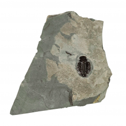 Elrathia kingii