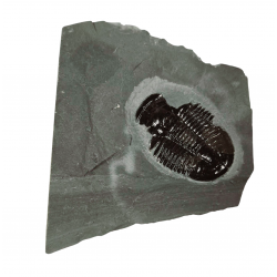 Asaphiscus wheeleri 
