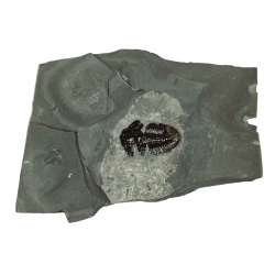 Asaphiscus wheeleri 