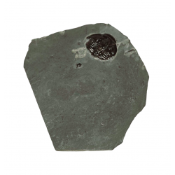 Elrathia kingii