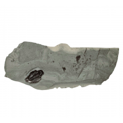 Elrathia kingii