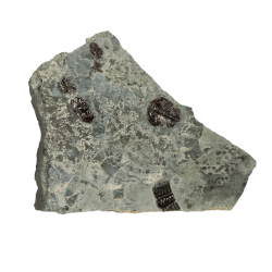 Elrathia kingii