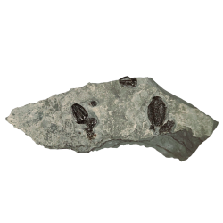 Elrathia kingii, asaphiscus wheeleri