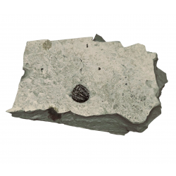 Elrathia kingii