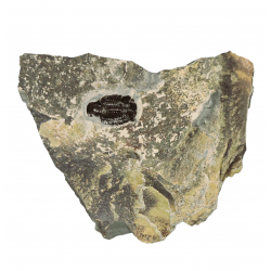 Elrathia kingii