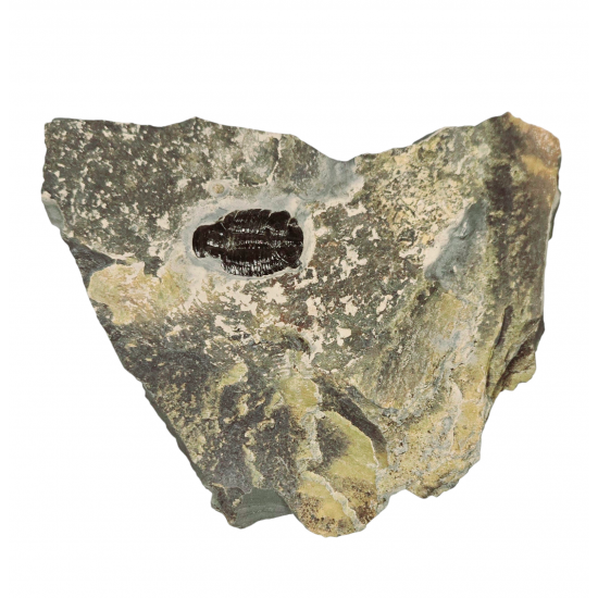 Elrathia kingii