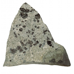 Elrathia kingii, asaphiscus wheeleri