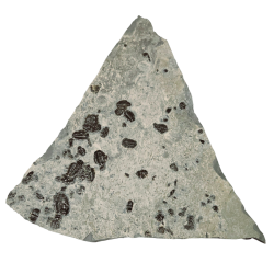 Elrathia kingii, asaphiscus wheeleri