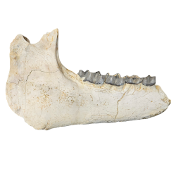 Bronthotherium megaceratops jaw