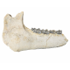 Bronthotherium megaceratops jaw