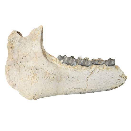 Bronthotherium megaceratops jaw