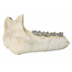 Bronthotherium megaceratops jaw