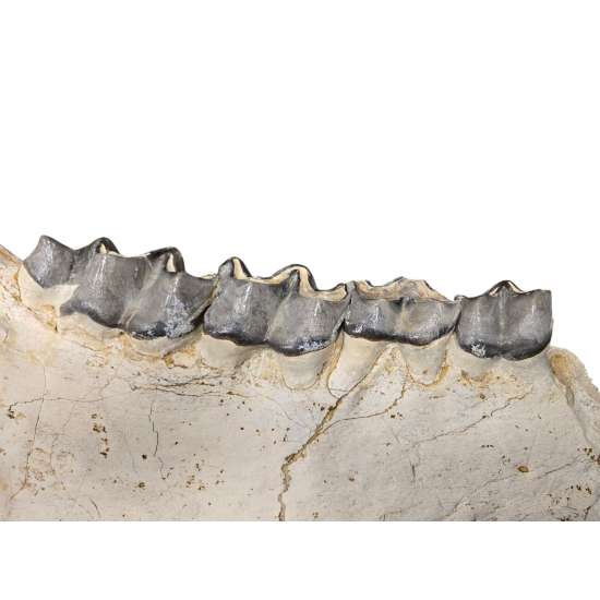 Bronthotherium megaceratops jaw