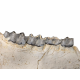 Bronthotherium megaceratops jaw