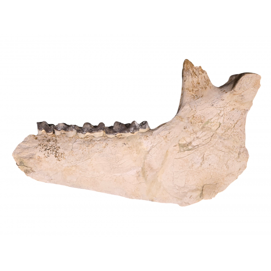 Bronthotherium megaceratops jaw