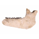 Bronthotherium megaceratops jaw