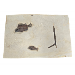 Cockerellites Liops et Priscacara Serrata