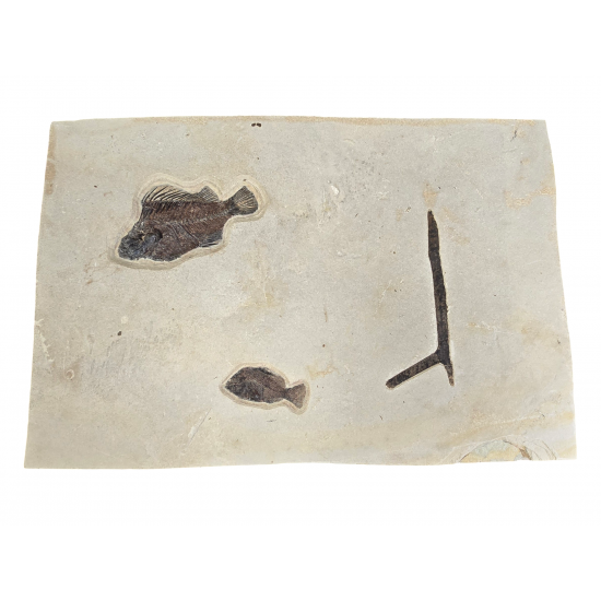 Cockerellites Liops and Priscacara Serrata