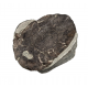 bothriolepis canadensis 