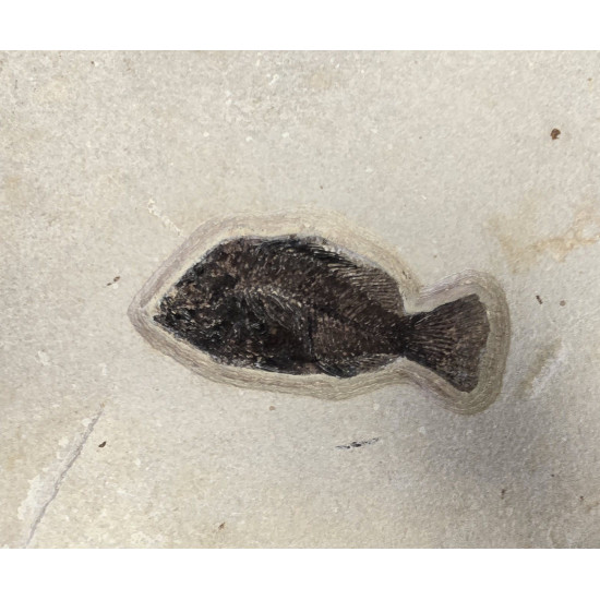 Cockerellites Liops and Priscacara Serrata