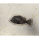Cockerellites Liops and Priscacara Serrata