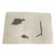 Cockerellites Liops and Priscacara Serrata