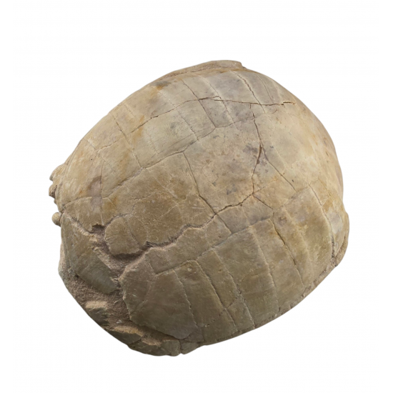 stylemys nebrascensis (turtle)