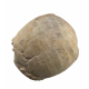 stylemys nebrascensis (turtle)