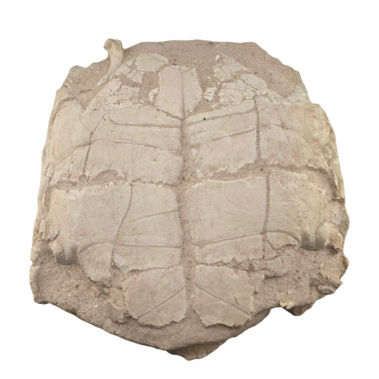 stylemys nebrascensis (turtle)