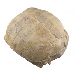 stylemys nebrascensis (turtle)