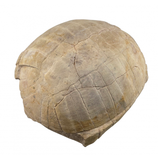 stylemys nebrascensis (turtle)