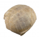 stylemys nebrascensis (turtle)