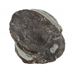 bothriolepis canadensis 
