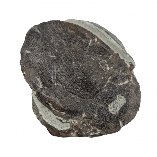 bothriolepis canadensis 