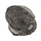 bothriolepis canadensis 