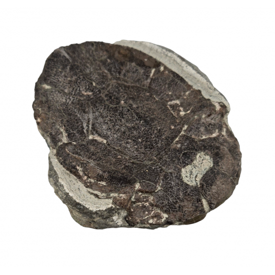bothriolepis canadensis 