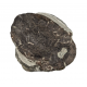 bothriolepis canadensis 