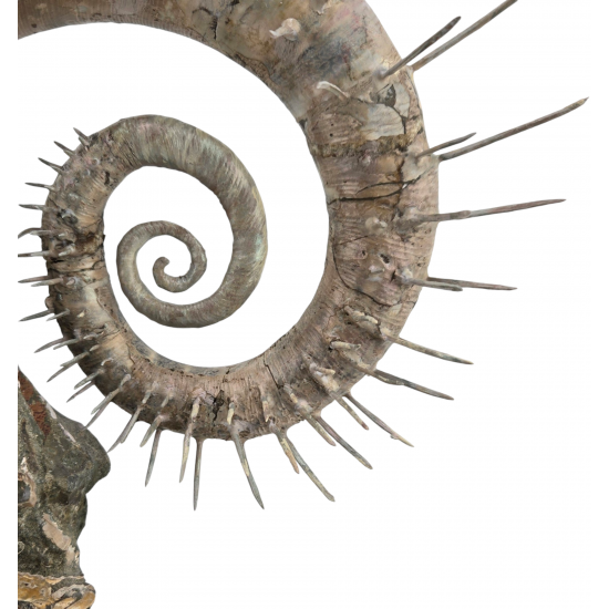 Ephamulina arcuata spiny