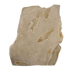 knightia eocaena multiple plate