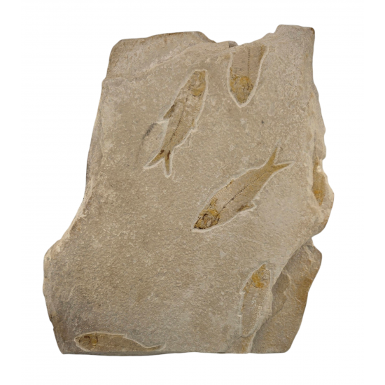 knightia eocaena multiple plate