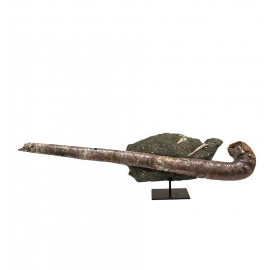 Metahamites Jeanneti