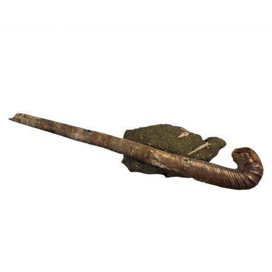 Metahamites Jeanneti