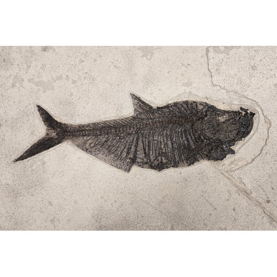 Diplomystus Dentatus 