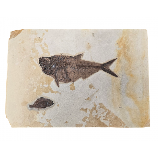 Huge diplomystus Dentatus and Cockerellites liops