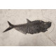 Diplomystus Dentatus 