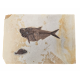 Huge diplomystus Dentatus and Cockerellites liops