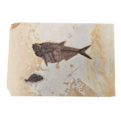 Grand diplomystus dentatus et Cockerellites liops