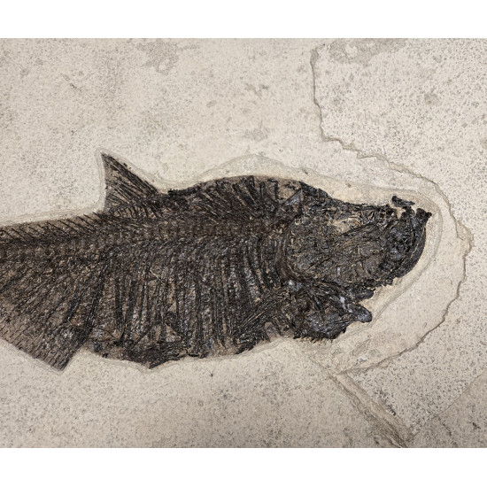 Diplomystus Dentatus 