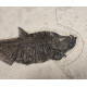 Diplomystus Dentatus 